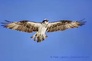 Osprey Peter Lakomy