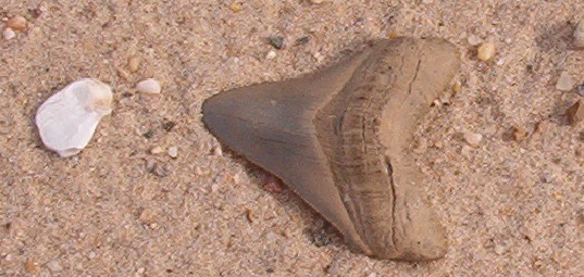 Fossil Shark Tooth Hunting In Colonial Beach Fossil Shark Tooth
