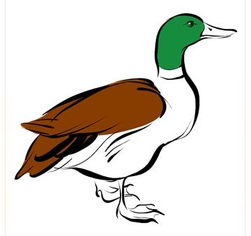 Ducks Unlimited