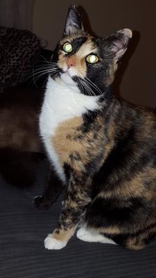 2 y/o domestic short hair tortoiseshell cat