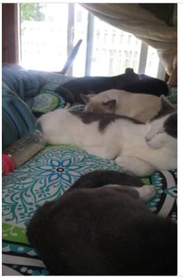 Whiskers (pictured in the middle)