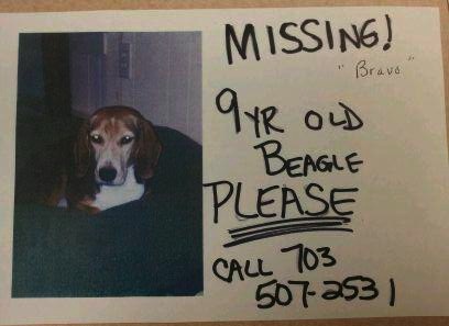 Missing 9-year old Beagle named Bravo