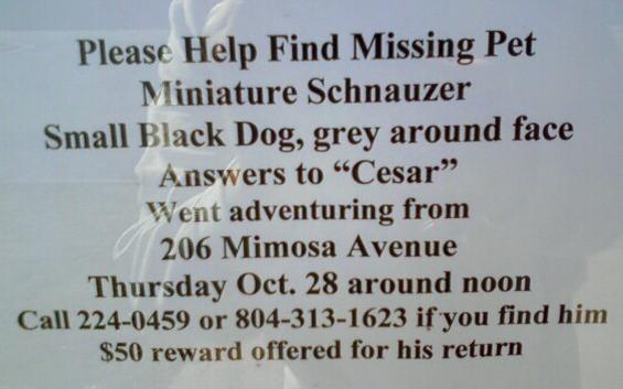 Missing Miniature Schanuzer - Cesar