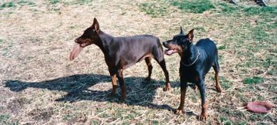 Dogs playing with flying discs