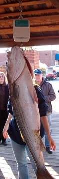 Rockfish being weighed