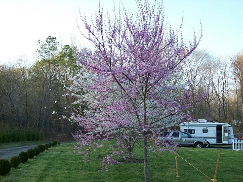 Blossoms on Tree with camper in the background