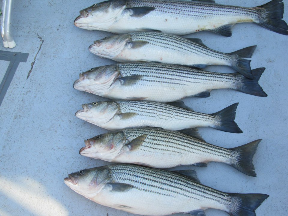 Row of rockfish