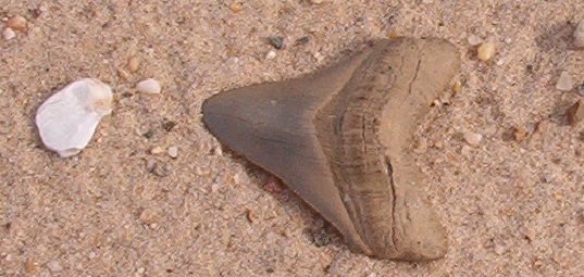 Fossil Shark Tooth