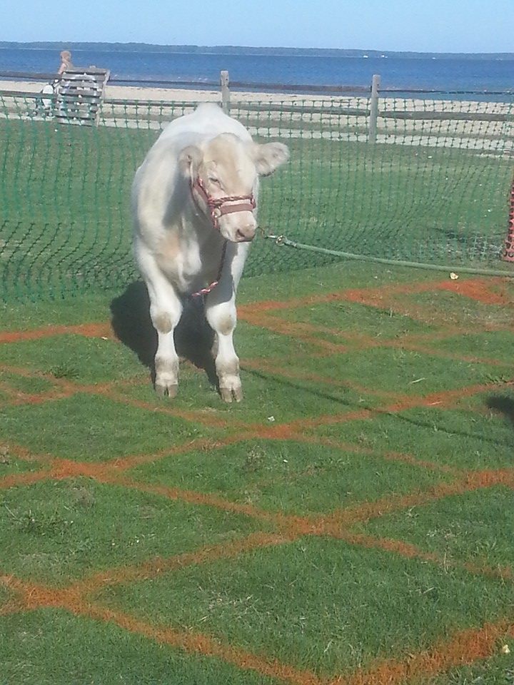 Cow Paddy Bingo