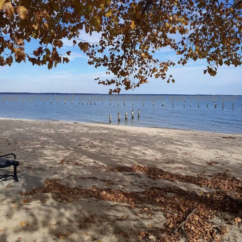 Fall Leaves on the Beach