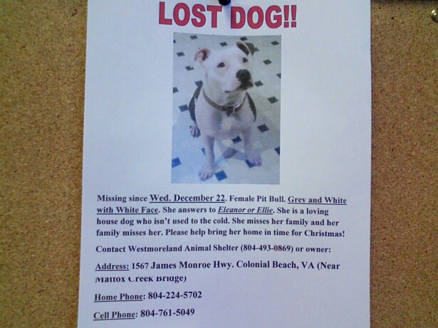 Missing Pit Bull - Ellie