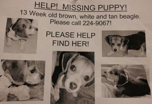 Missing 13-week old female beagle