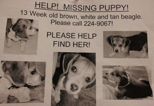 Missing 13-week old female beagle