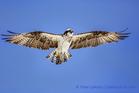 Osprey Peter Lakomy Osprey Peter Lakomy