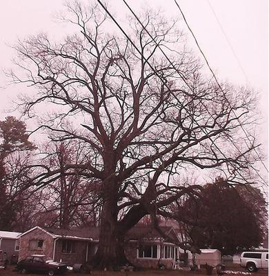 Cherrybark Oak, Ball St.