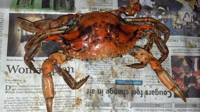 Steamed Crab