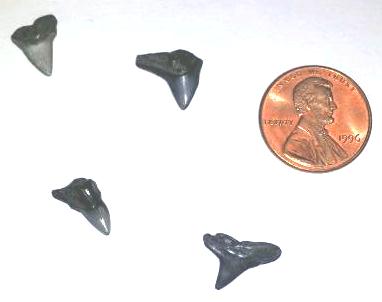 Teeth found at Sharks Tooth Island